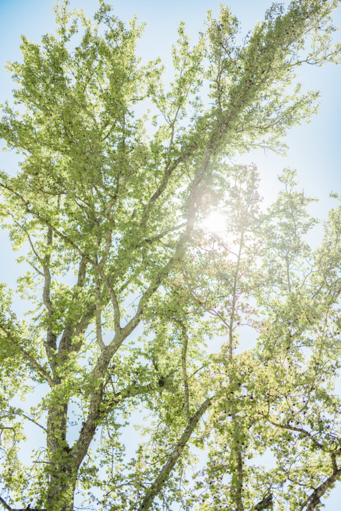 4T Vineyards wedding details in Alabama